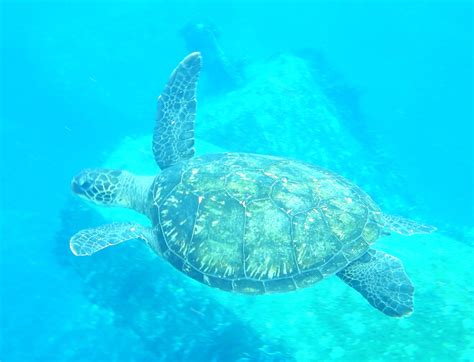 レジ袋を魚が食べる？食べないように苦くすれば食べなくなる？？ 魚食普及推進センター一般社団法人 大日本水産会