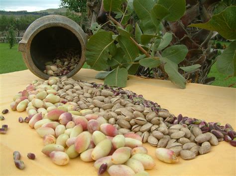 Torna La Sagra Del Pistacchio Di Bronte La Data