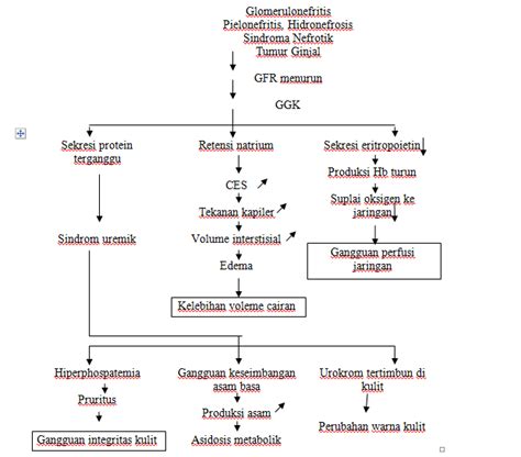 Pathways Gagal Ginjal Kronik Ggk World Health