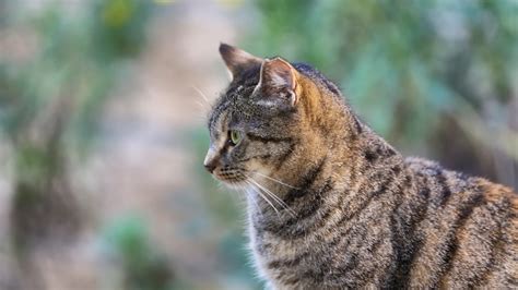 Razas De Gatos El Gato Americano De Pelo Corto