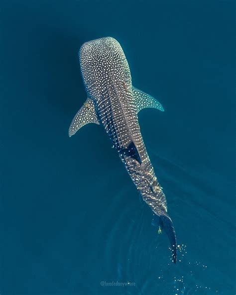 🔥 Whale Shark patterns are unique to the shark and can be identified by ...