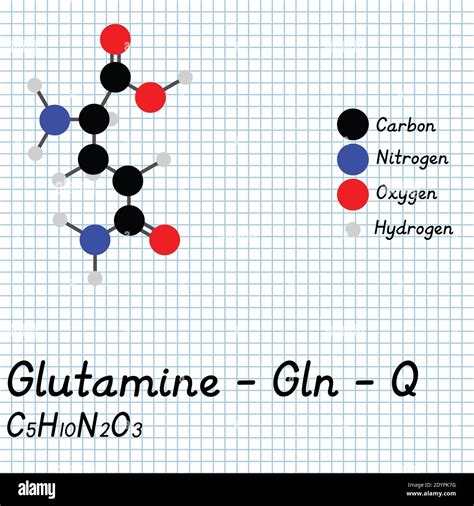 Glutamine Amino Acid