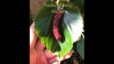 Pakistan Mulberry Harvest Pnw Gardening Youtube