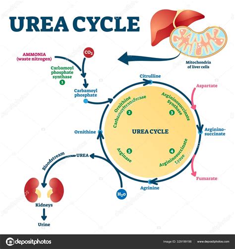 Mapas Mentais Sobre Ciclo Da Ureia Study Maps