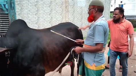 ঈদের দিন সকালে পাতি নেতা কোরবানির গরু কিনে বেপারীর টাকা তো দিলোই না