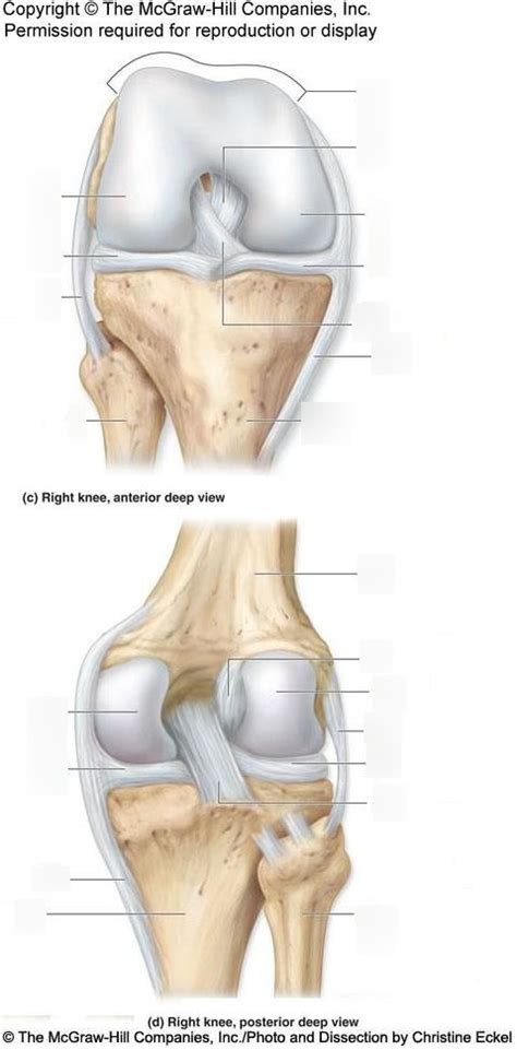 Knee Joint Diagram Quizlet