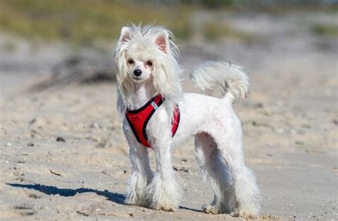 6 Iconic Mexican Dog Breeds Explore Mexicos Furry Legacy