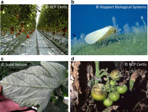 Whiteflies And Tomatoes The Nature Of The Problem The Commercial