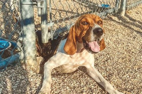 Coonhound Lab Mix: A Family Dog With A Working Habit