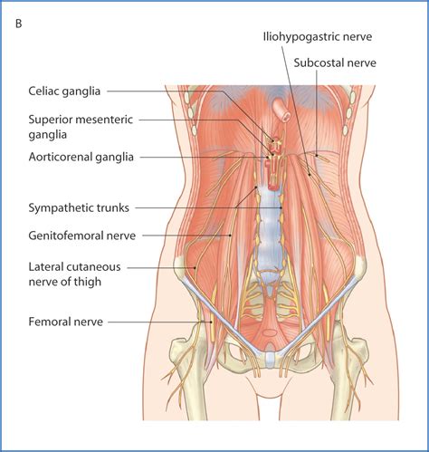 Diaphragm And Posterior Abdominal Wall Basicmedical Key