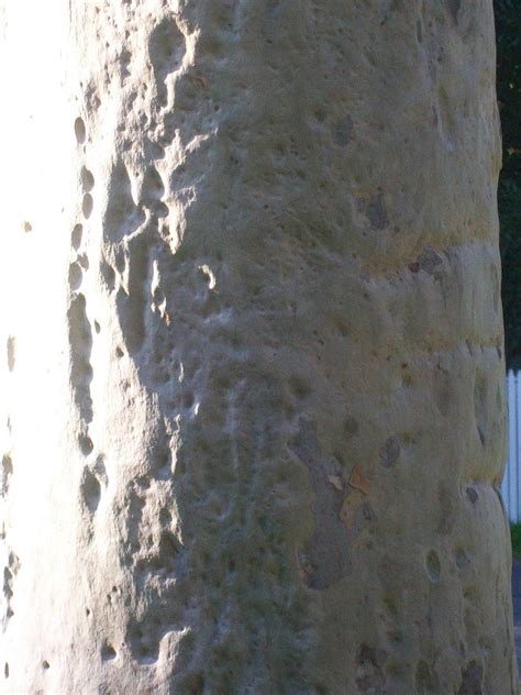 Landscape Lemon Scented Gum