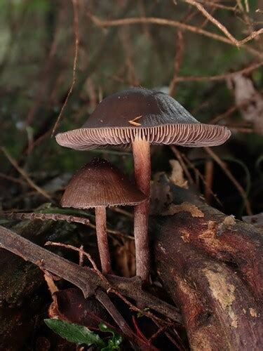 Psilocybe Papuana · Inaturalist