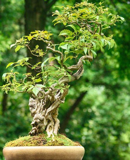 Come Coltivare Un Bonsai Ficus Mondo Bonsai