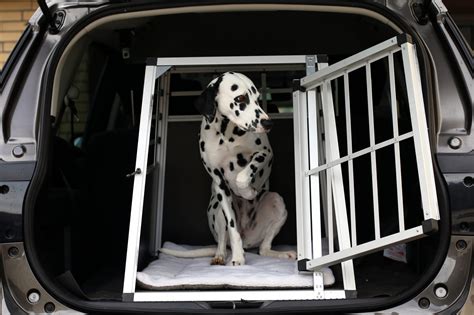 Tiere Im Auto Transportieren Gibt Es Eine Anschnallpflicht F R Hunde