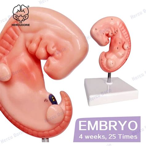 Human Embryo 4 Weeks