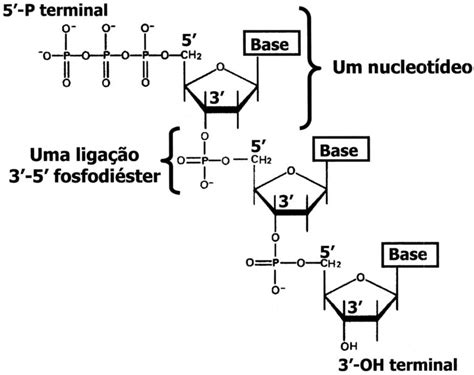 Nucleotídeos O Que São - Nucleotídeos - O que são, funções, estrutura, ácidos nucleicos