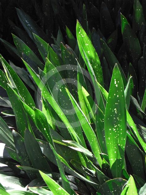 Aspidistra Lurida Ginga Spotted Cast Iron Plant Aspidistra