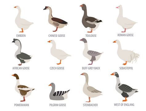 Best Backyard Goose Breeds For A Friendly And Rewarding Flock