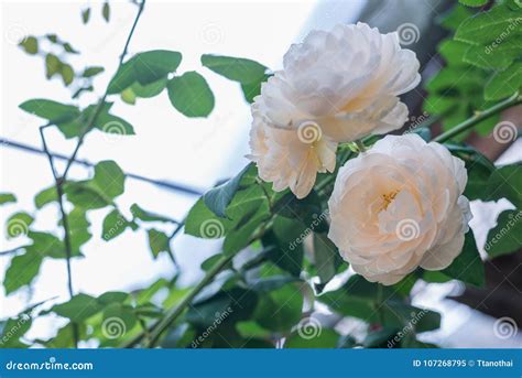 White rose in the garden stock image. Image of floral - 107268795