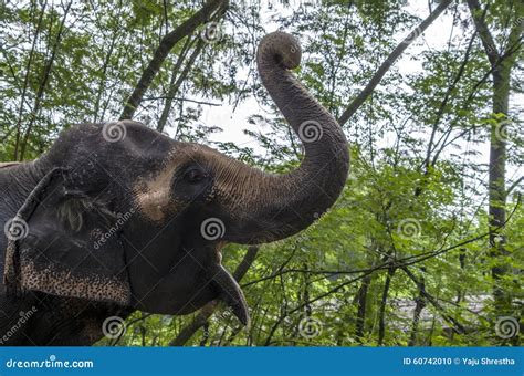 The Trumpet Stock Photo Image Of Elephant Roar Mammal