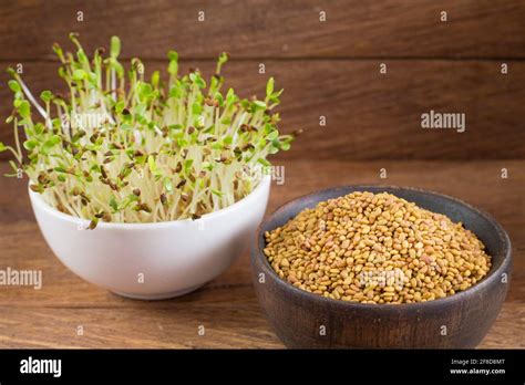 Organic Sprouts Of Alfalfa Medicago Sativa Stock Photo Alamy