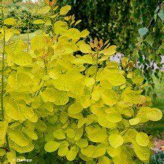 Cotinus Coggygria Golden Lady Arbre Perruque Yellow Plants