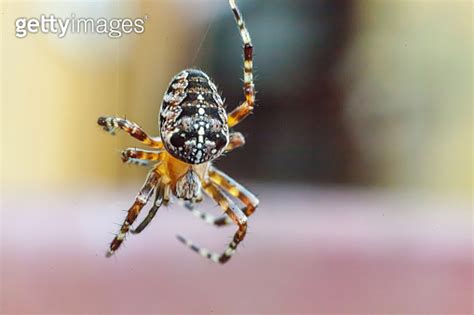 Arachnophobia Fear Of Spider Bite Concept Macro Close Up Spider On