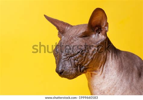 Cat Breed Sphinx Naked Cat Kitten Stock Photo 1999660583 Shutterstock