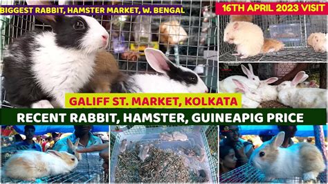 Recent Week Rabbit Hamster Guinea Pig Price Galiff Street Cheapest