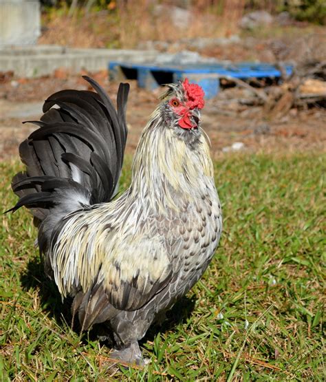 Best looking hybrid chicken! | BackYard Chickens - Learn How to Raise ...