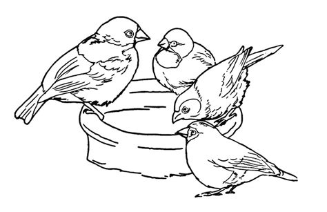 Sparrow Coloring Page