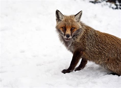 Premium Photo | Red fox in the snow