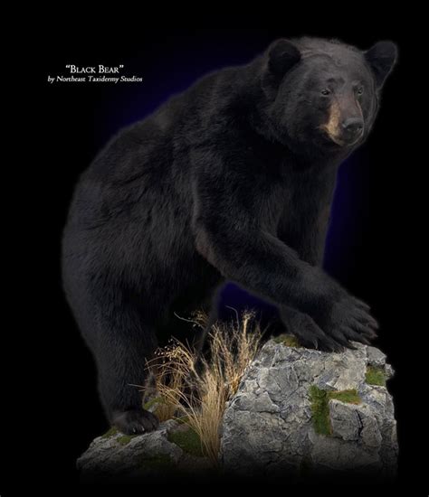 Black Bear Taxidermy, Museum Quality Black Bear Mounts