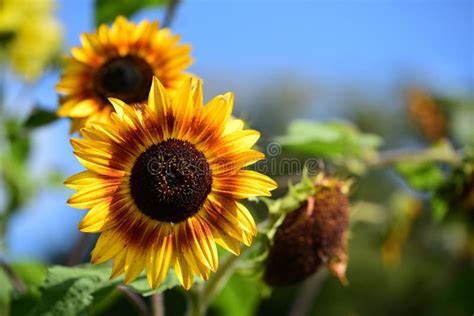 Yellow And Orange Sunflowers Growing In The Sun Stock Image Image Of Leaf Plant 259775933