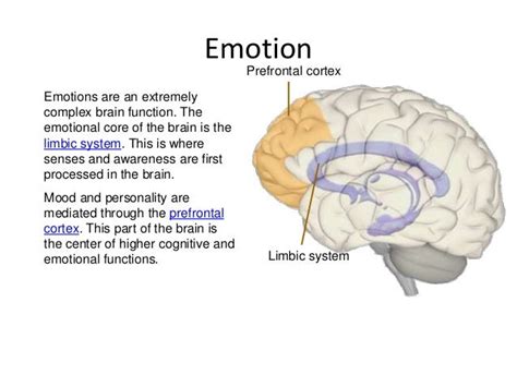 The human brain