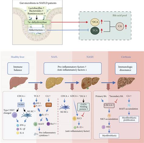 Bile Acids A Bridge Linking Gut Microbiota And Nafld Zhang 2022