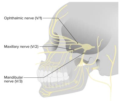 Cranial Nerve Palsies Concise Medical Knowledge