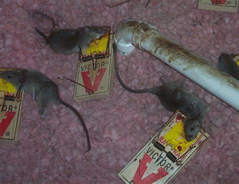 Rat Trapping - How to Catch a Rat in a Trap