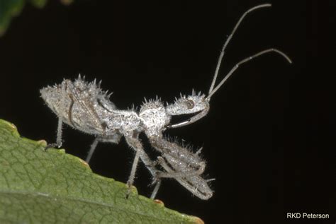 Sinea sp. - Insects of the Greater Yellowstone Ecosystem | Montana ...