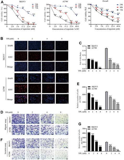 Triptolide Inhibits Epithelial Ovarian Tumor Growth By Blocking The