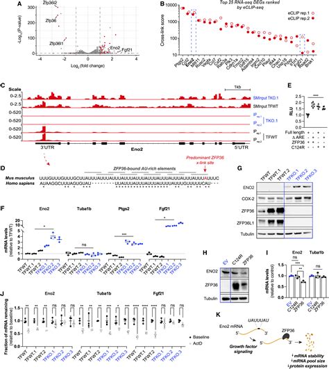 Zfp36 Mediated Mrna Decay Regulates Metabolism Cell Reports