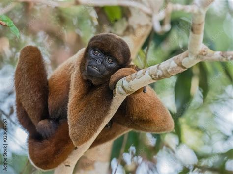 An Adult Common Woolly Monkey Lagothrix Lagothricha In The Trees