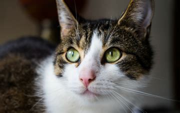 Anisocoria in Cats | VCA Animal Hospital