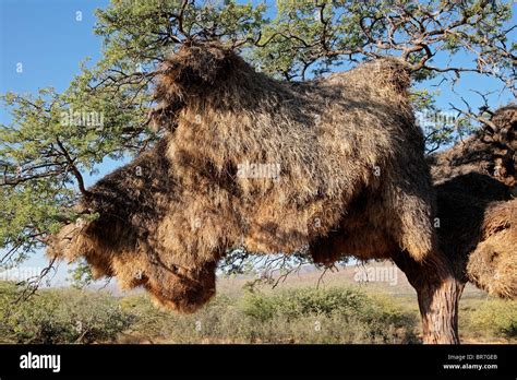 Communal Nest Of Sociable Weavers Philetairus Socius In An African