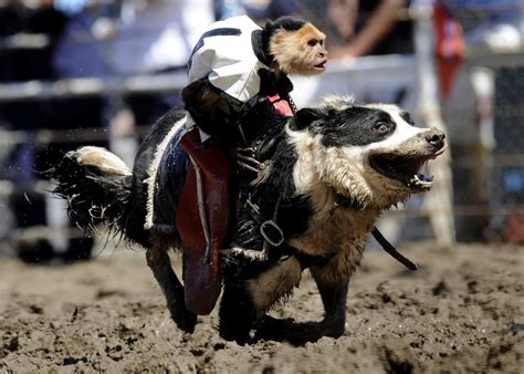 Bettina Hansen Once Photographed A Monkey, Dressed In Rodeo Gear, Riding A Dog, Herding Sheep ...