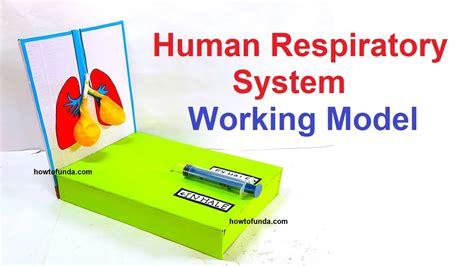 Human Respiratory System Working Model 3d For School Science Project Lungs Working