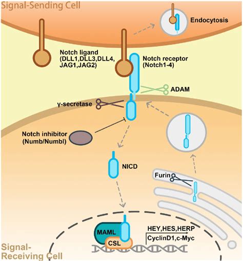 Canonical Notch Signaling Cascades In Mammals Notch Ligands Bind To