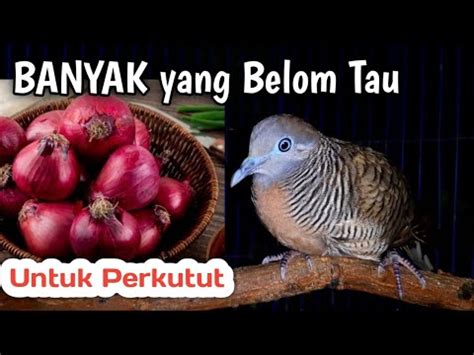 MANFAAT BAWANG MERAH UNTUK BURUNG PERKUTUT YouTube