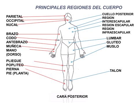 Anatomia Topografica Ppt Descarga Gratuita