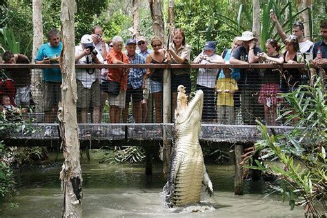 Hartleys Crocodile Adventures Palm Cove Tours